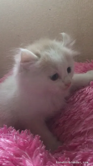 ID：1811-01589の子猫