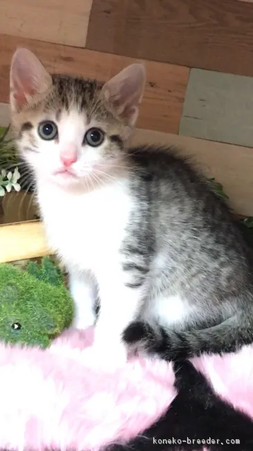 ID：1812-00901の子猫