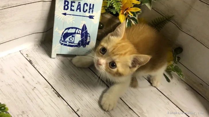 ID：1807-00669の子猫