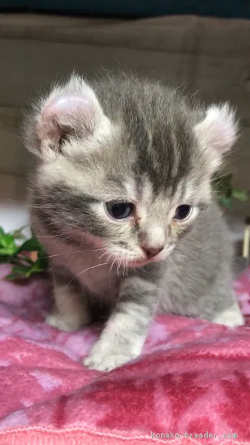 ID：1812-00338の子猫