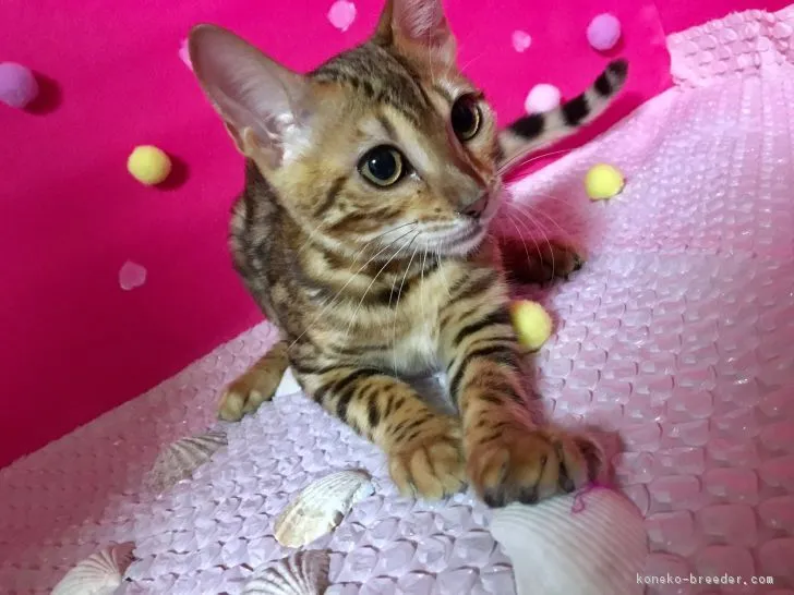 ID:1705-00324の子猫