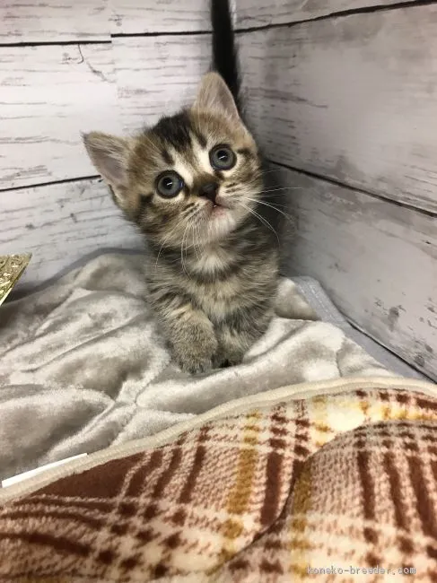 ID：2102-01627の子猫