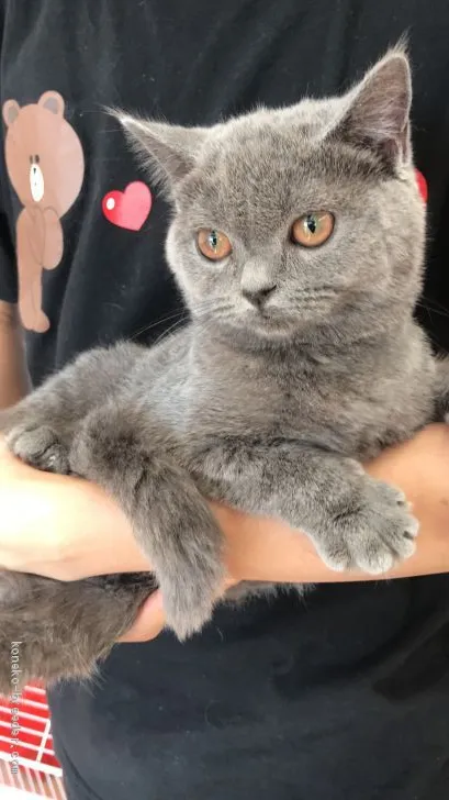 ID:2005-01744の子猫