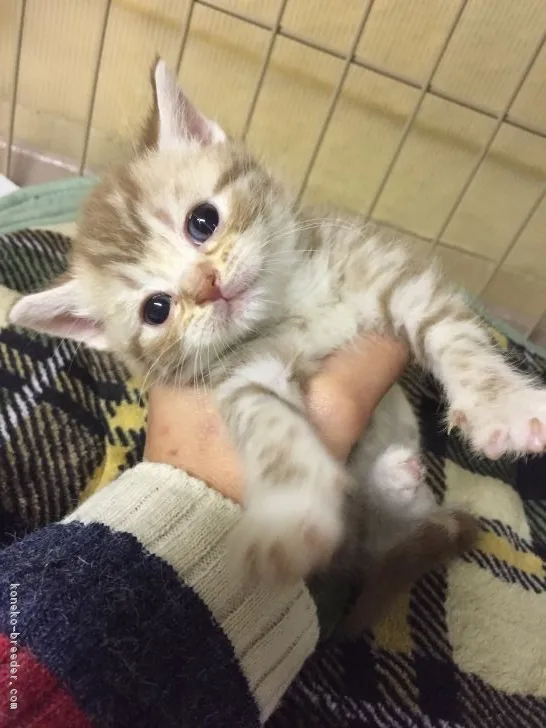 ID：1612-00293の子猫