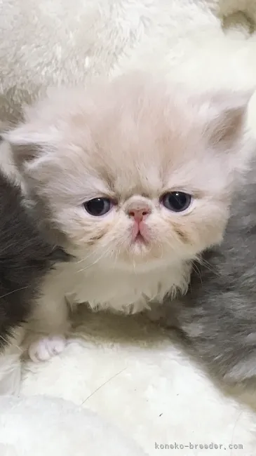 ID:2201-00460の子猫
