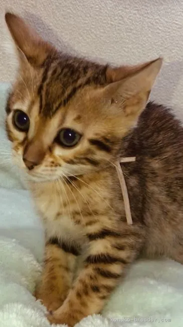 ID：1905-00144の子猫