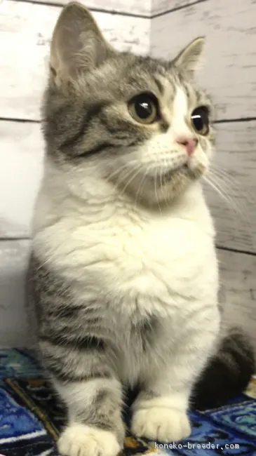 ID：2010-01986の子猫