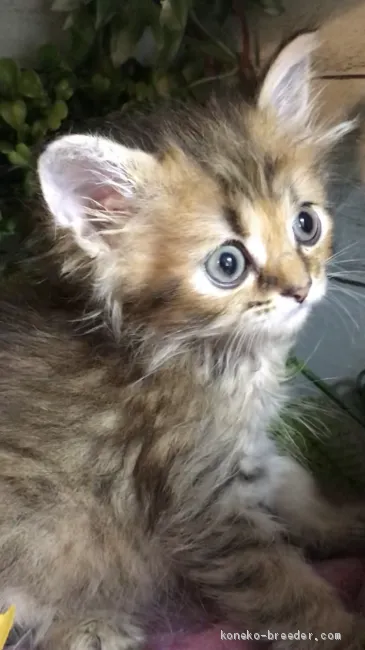 ID：1906-00004の子猫