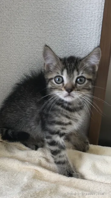 ID：1906-00260の子猫