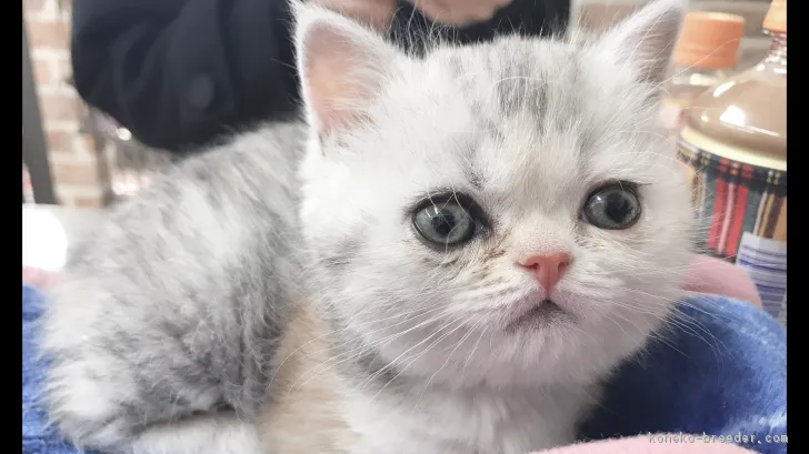 ID:1812-01207の子猫