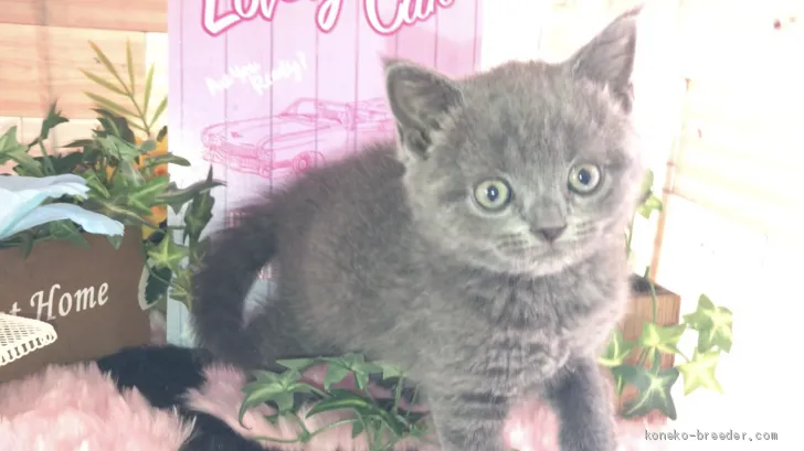 ID：1906-01250の子猫