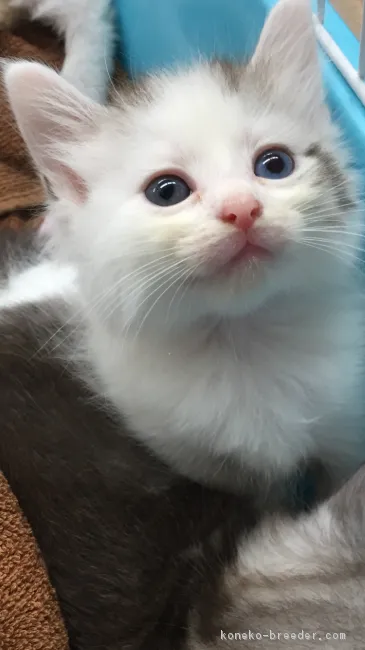 ID:1707-00097の子猫
