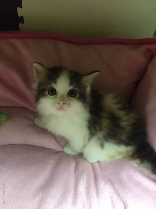 ID：1701-00421の子猫