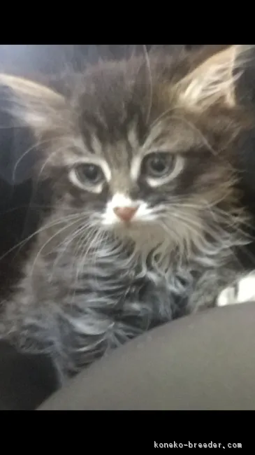 ID:1803-00110の子猫