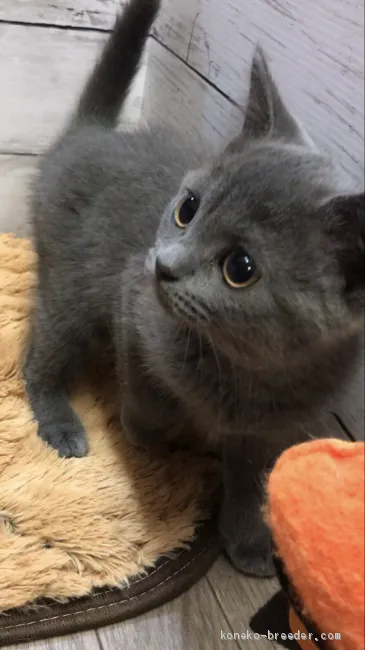 ID:2007-00067の子猫