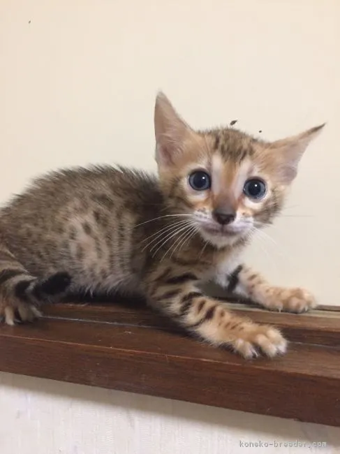 ID:1707-00229の子猫