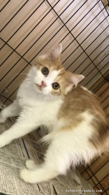 ID:2006-00297の子猫