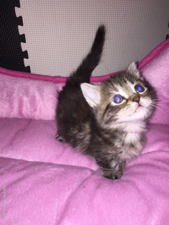 ID:1701-00086の子猫