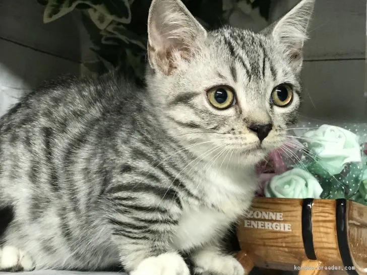 ID：1910-01146の子猫