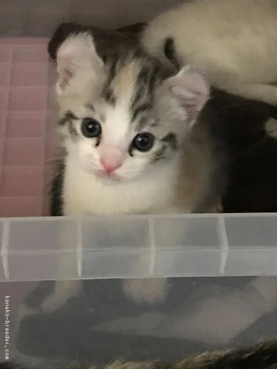 ID：1806-00568の子猫