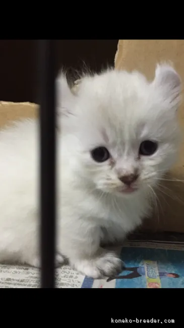 ID：1710-00595の子猫
