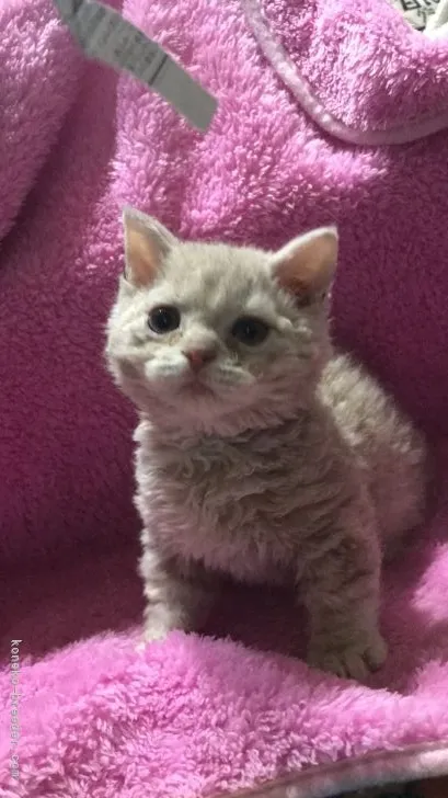 ID：2205-00870の子猫