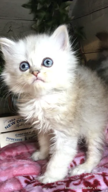 ID：1906-00001の子猫