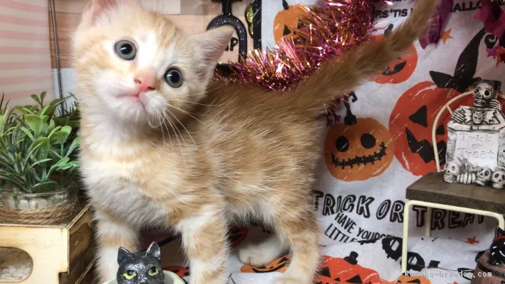 ID:1810-00980の子猫