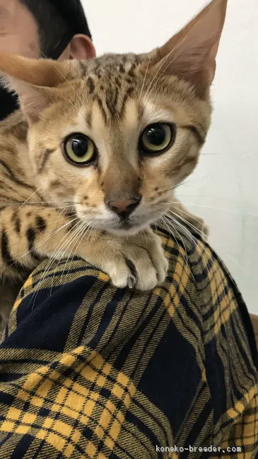 ID:2011-00069の子猫