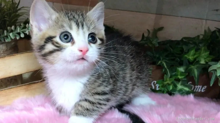 ID:1812-00899の子猫
