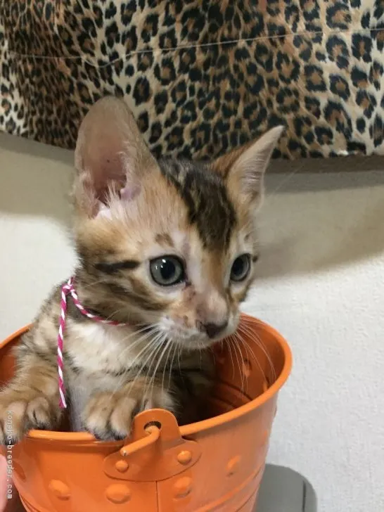 ID:1703-00030の子猫