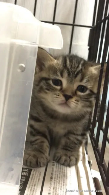 ID：2005-01120の子猫