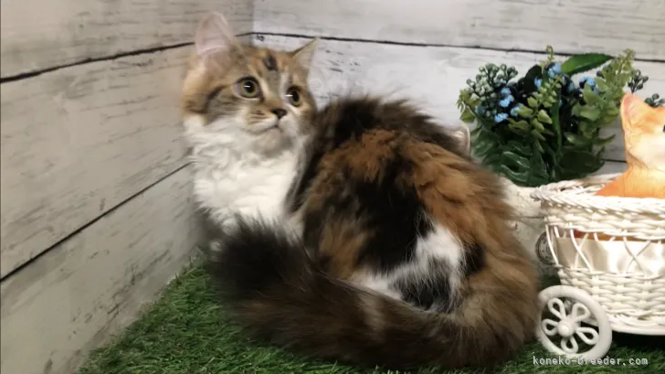 ID:2203-00990の子猫