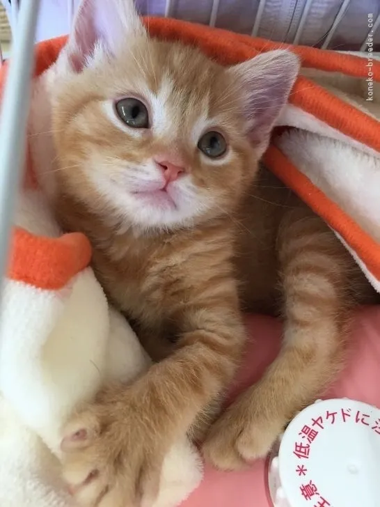 ID：1612-00292の子猫