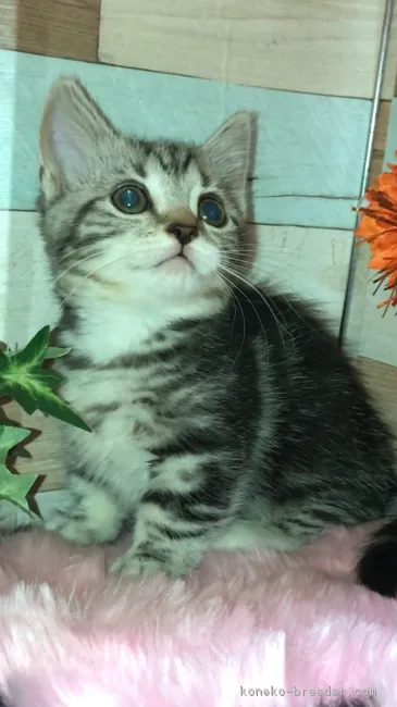 ID：1810-00972の子猫