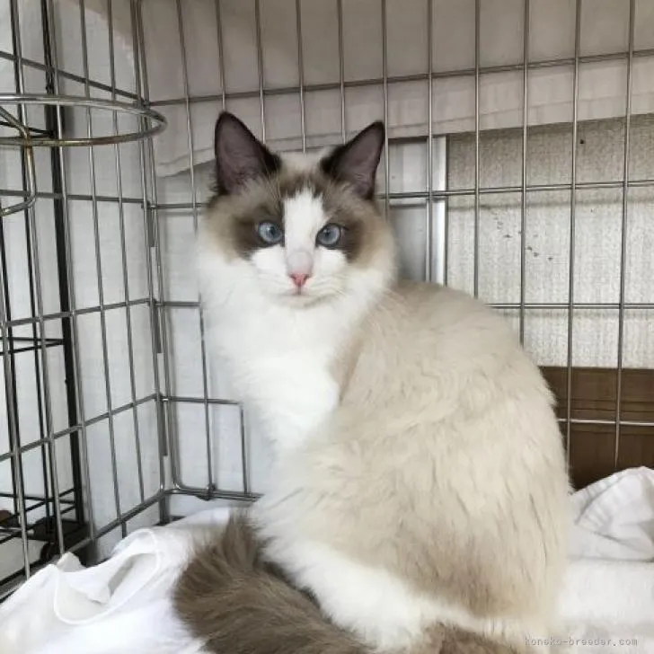 大川 様のお迎えした子猫