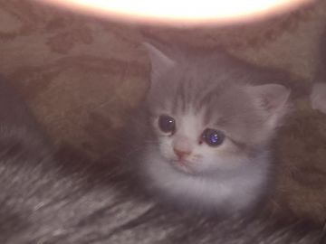 ミヌエット【埼玉県・女の子・2017年11月14日・ダイリユートキャリコ】の写真「ブサ可愛い〜です。期間限定記載！」