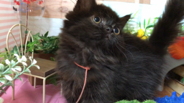 ミヌエット【埼玉県・女の子・2018年6月15日・ブラックスモーク】の写真「極短足❣️小さなお口💋可愛いです。黒猫ちゃん🐾」