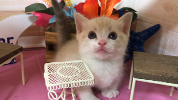 キンカロー【埼玉県・男の子・2018年5月8日・シールポイント】の写真「甘ったれちや〜ん❣️極短足！」