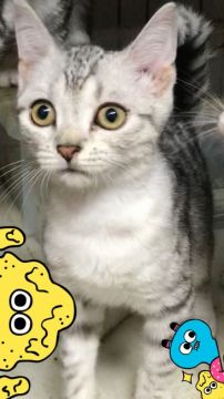 マンチカン(長足)【埼玉県・男の子・2020年3月31日・シルバータビーホワイト】の写真「元気な子です。☺️」