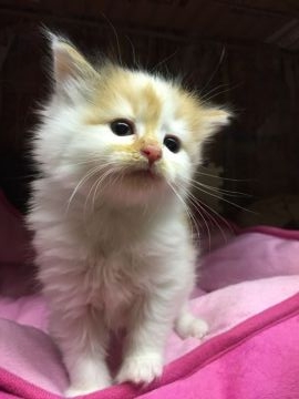 ノルウェージャンフォレストキャット【埼玉県・女の子・2016年12月11日・キャリコ（ロング）】の写真「calicoママにそっくり❣️後少しで終了します。」