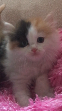 アメリカンカール【埼玉県・女の子・2018年10月23日・キャリコ】の写真「°C-uteなキャリコ姫💕💕」