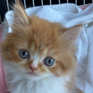 マンチカン(長足)【埼玉県・男の子・2023年4月4日・レッドタビーホワイト】の写真「イケメン君💕甘えん坊さんです😀」