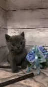 ブリティッシュショートヘア【埼玉県・男の子・2021年2月8日・ブルー】の写真2