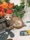 ブリティッシュショートヘア【埼玉県・男の子・2018年5月16日・クリーム&ホワイト】の写真2