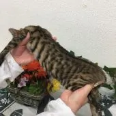 トイガー【埼玉県・女の子・2018年9月4日・ブラウンマッカレルタビー】の写真3