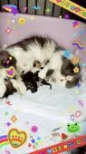 ミヌエット(短足)【埼玉県・女の子・2022年2月11日・キャリコ】の写真5「ママと一緒」