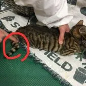 トイガー【埼玉県・女の子・2018年9月4日・ブラウンマッカレルタビー】の写真5