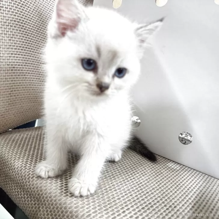 ID：2506-03161の子猫