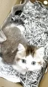 マンチカン(短足)【埼玉県・男の子・2025年4月29日・ブラウンタビーホワイト】の写真4